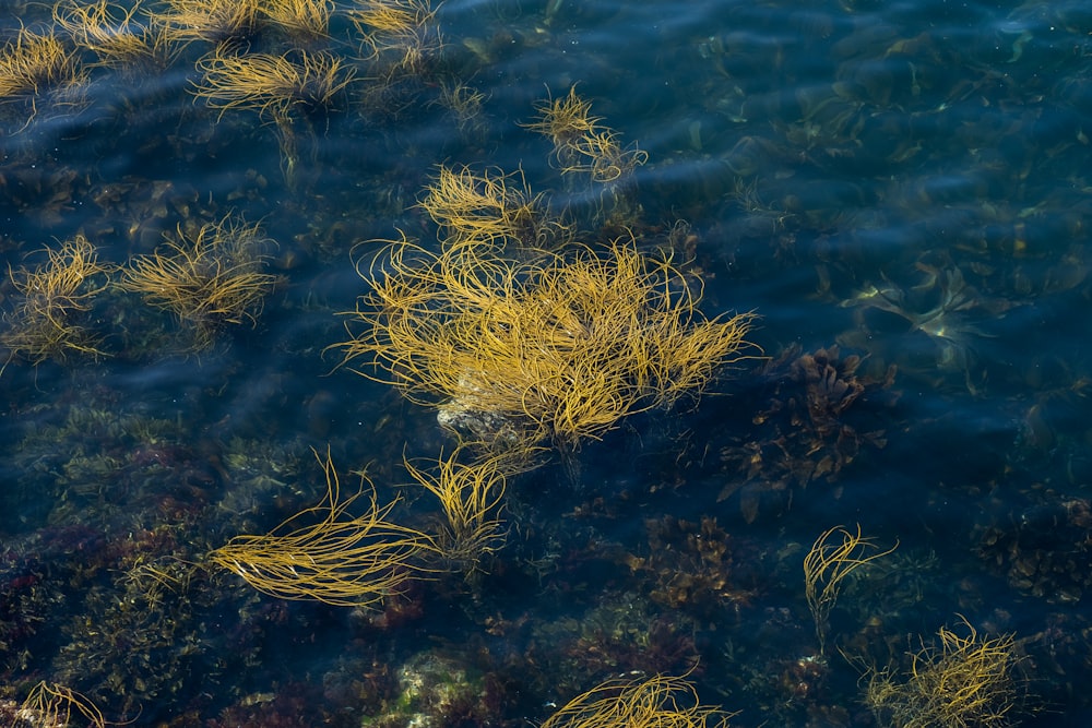 green grass on body of water