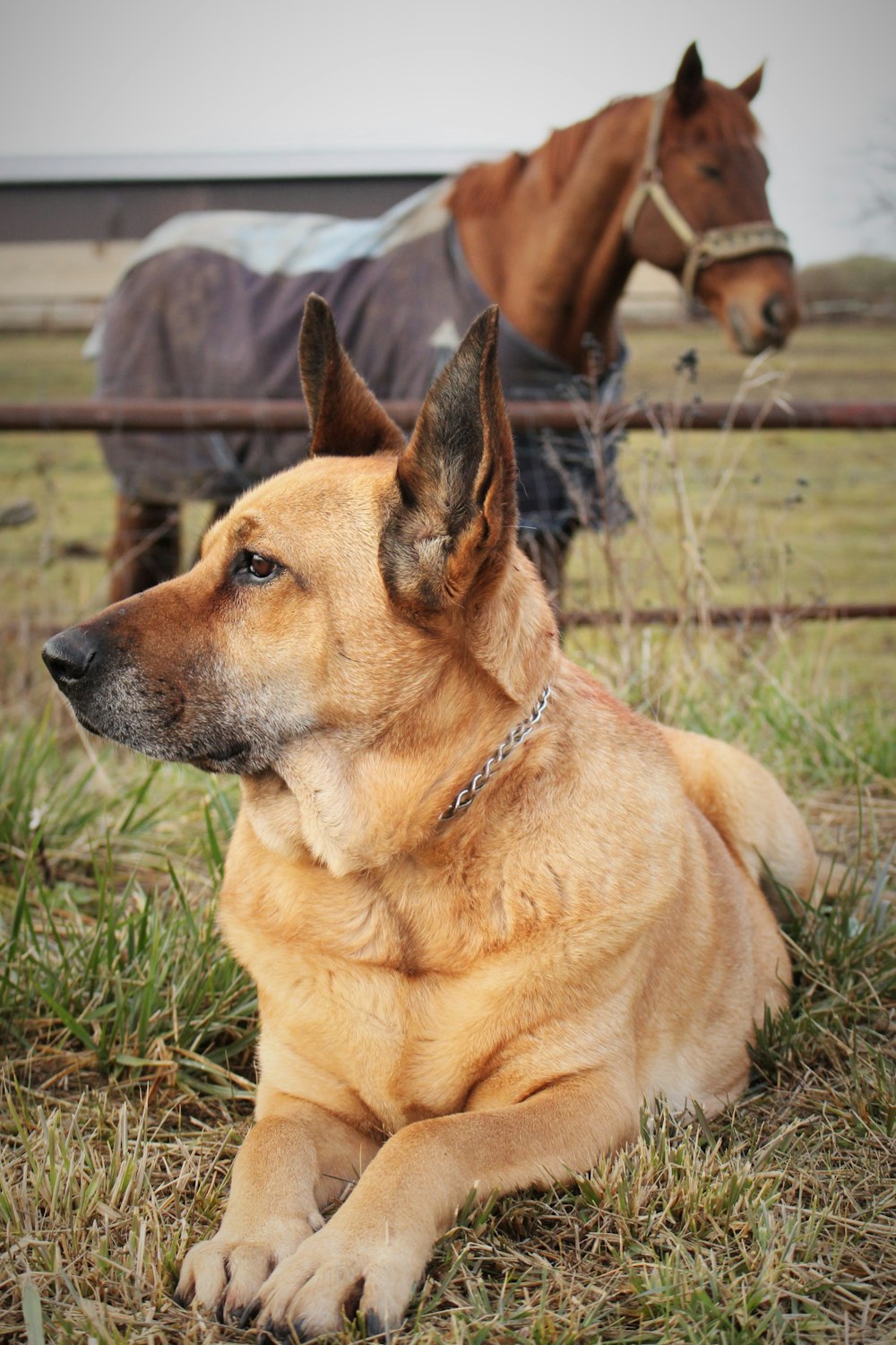 selective focus photography of brown dog