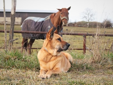A tan dog with pointed ears rests on green grass in the foreground, while a brown horse stands in the background, wearing a dark blanket. The scene is set in a rural area with a wooden fence separating the animals from the open field.