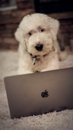 A cozy scene with a dog lying next to a laptop and pet products on a clean desk.