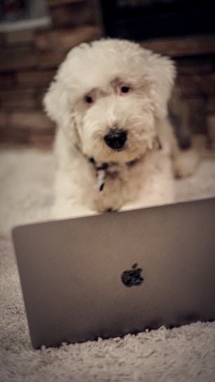 A cozy scene of a golden retriever resting beside a laptop displaying playful pet illustrations.