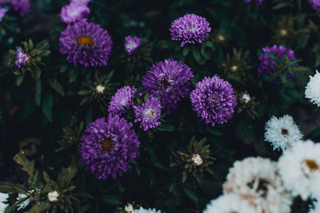 purple petaled flowers