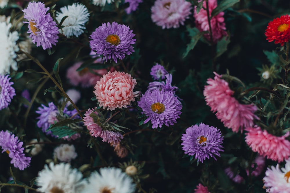 Fotografia a fuoco selettiva di fiori colorati di varietà