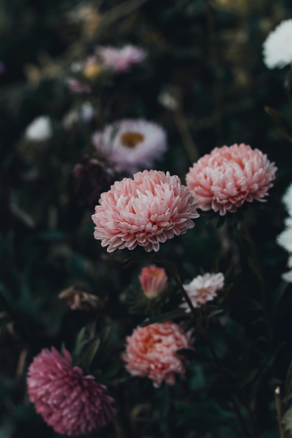 pink chrysanthemum flowers