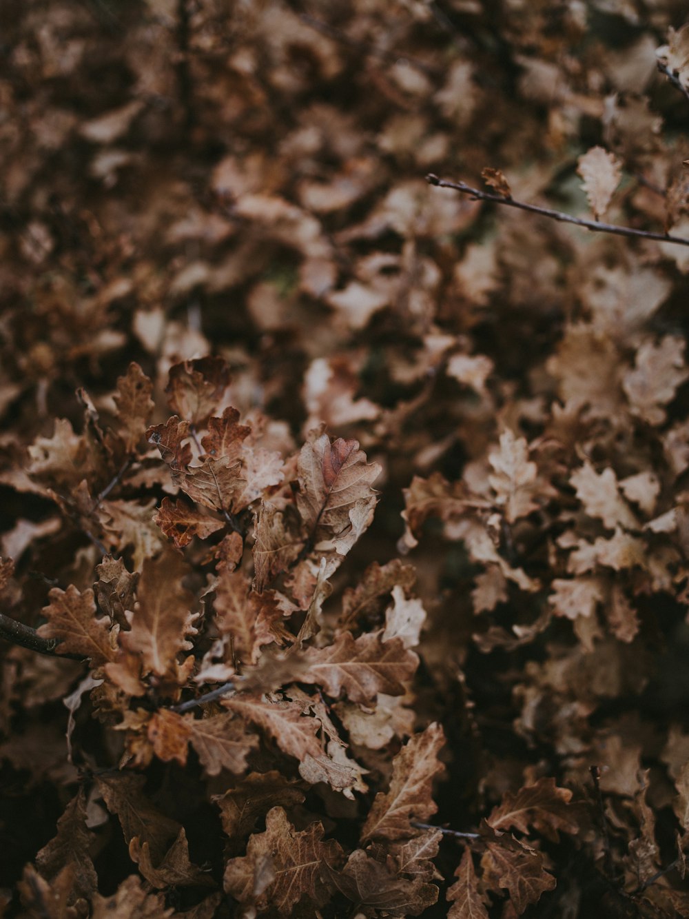 brown and black leaf plant