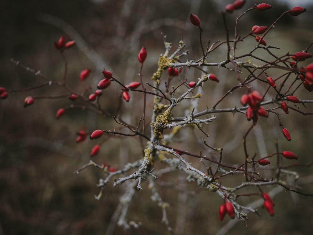 selective focus photography of red cherries