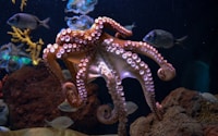 brown octopus