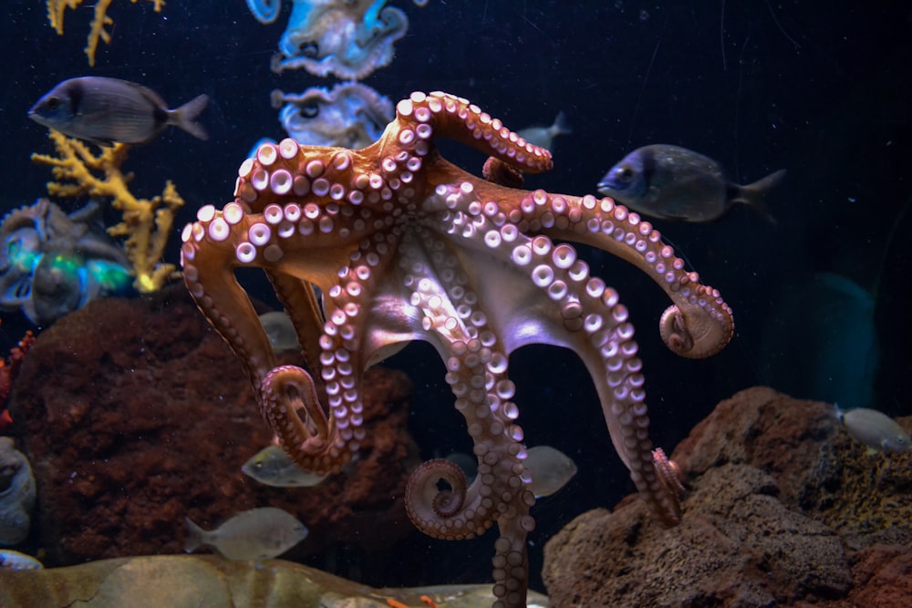 octopus in de zee