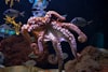 Otto the Octopus