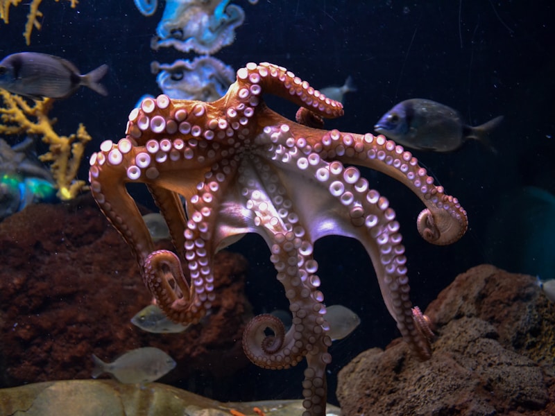 Common Octopus