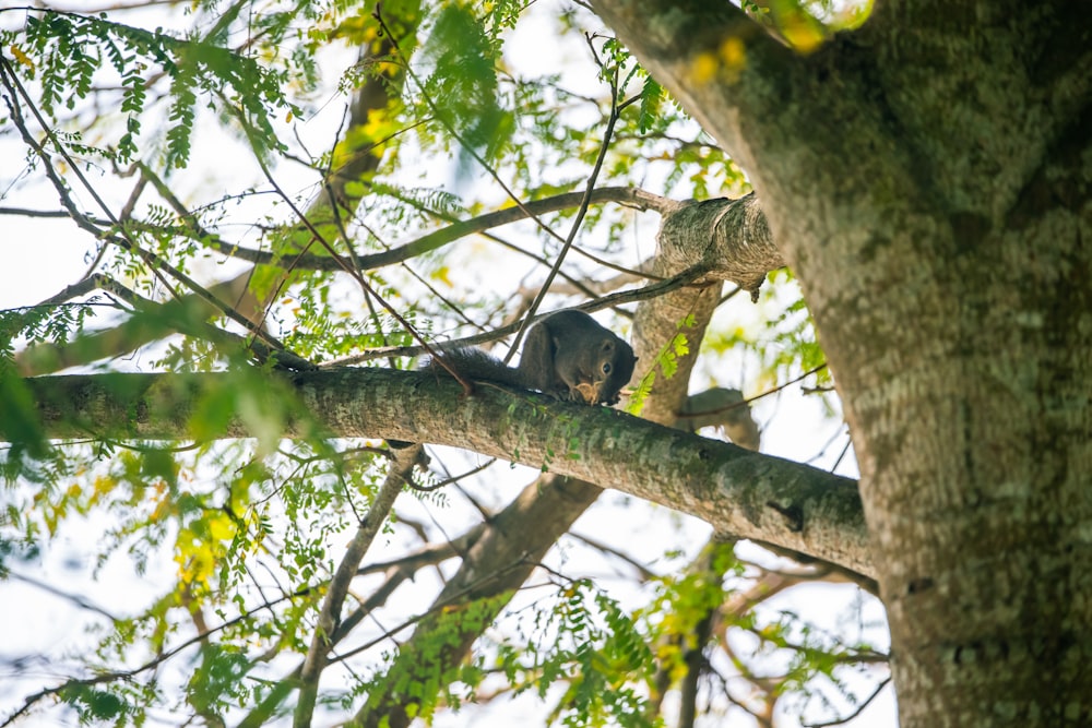 braunes Eichhörnchen auf Baumkrone