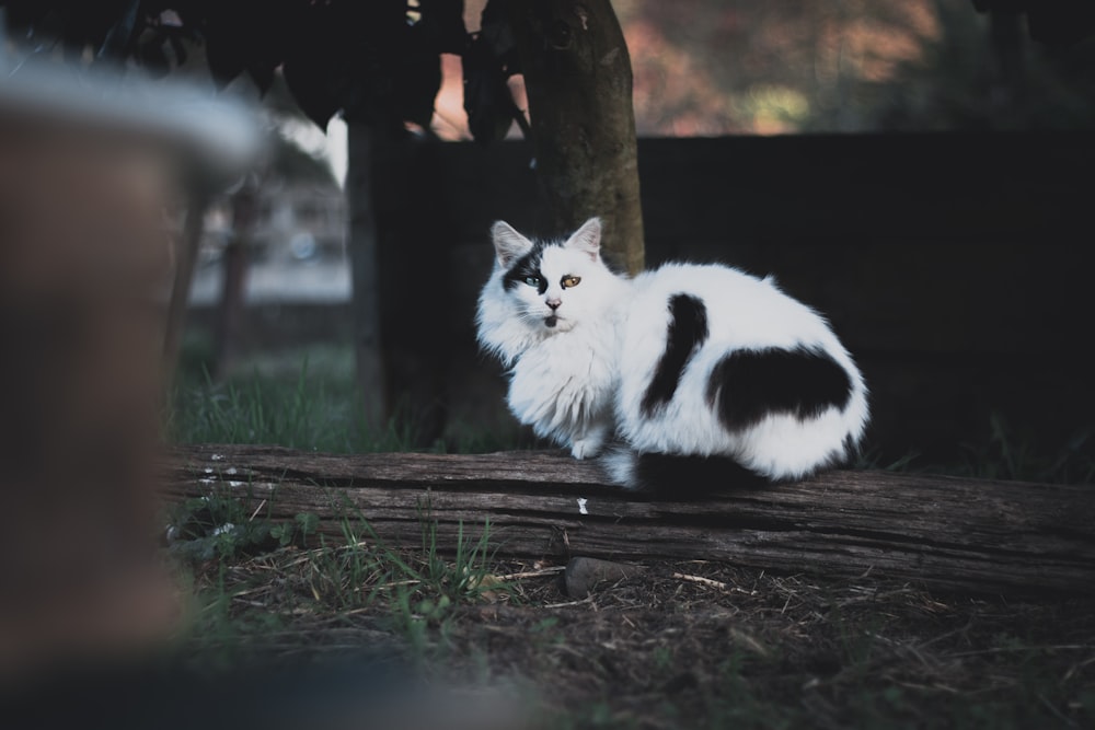 丸太の上の白猫