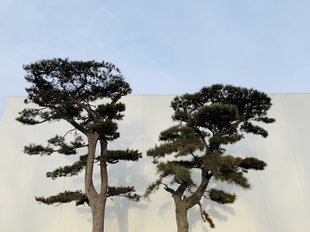 two green leafed trees