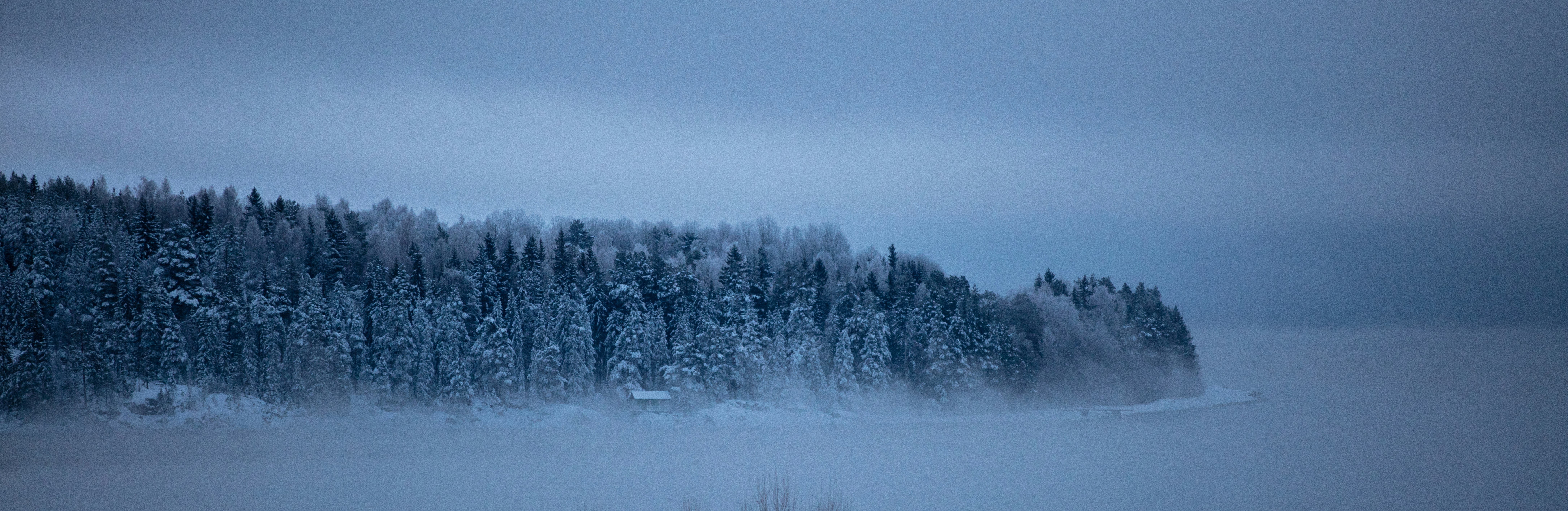 bird's-eye view photography of forest covered with snow