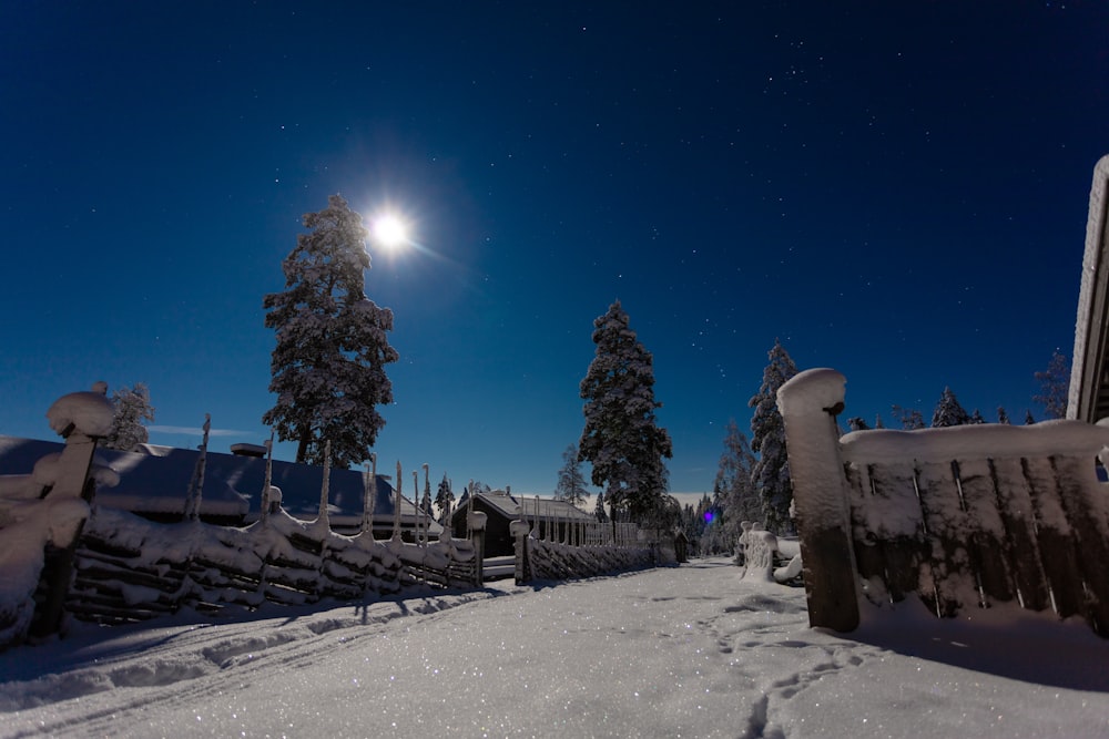 trees surrounded by snow