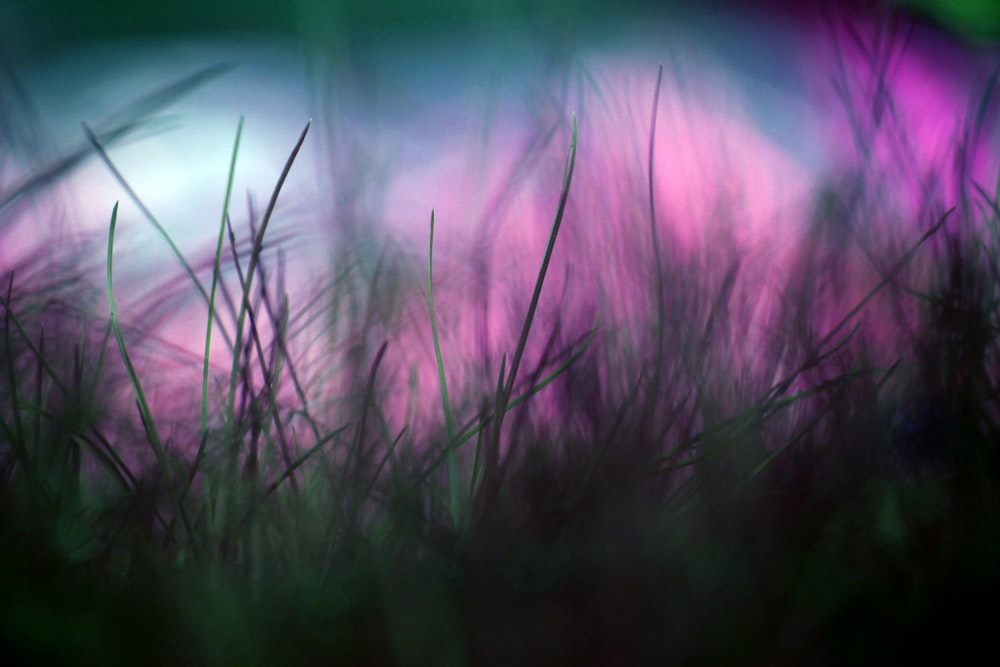 selective focus photography of green grass