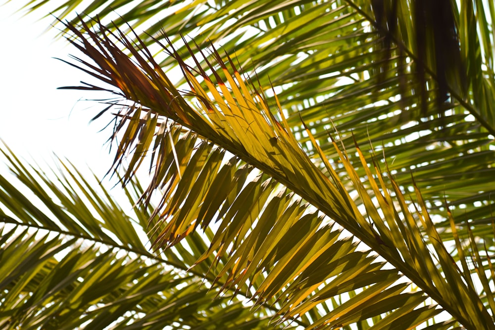 green-leafed plant