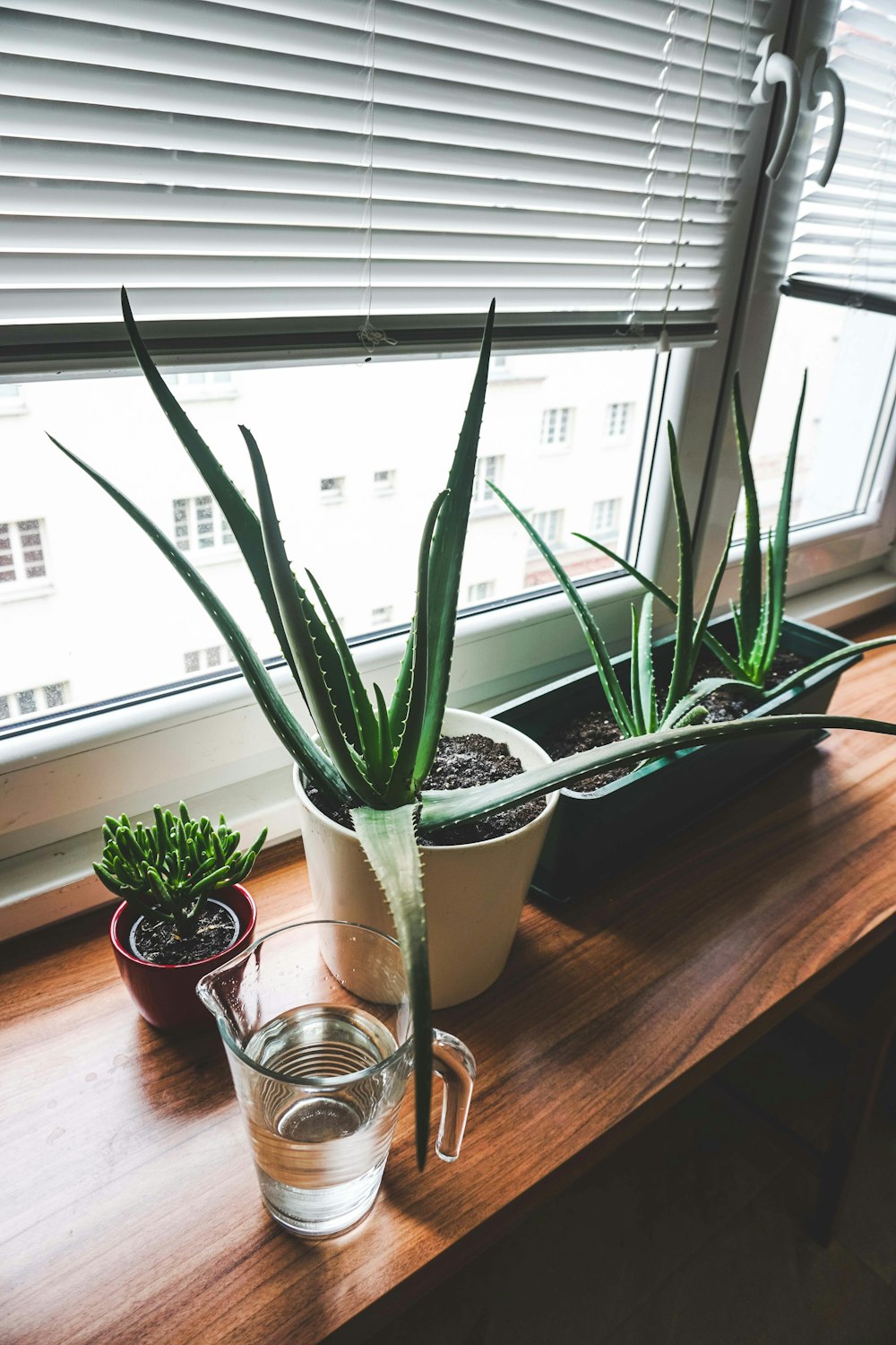 clear glass mug beside Aloe vera plants on window