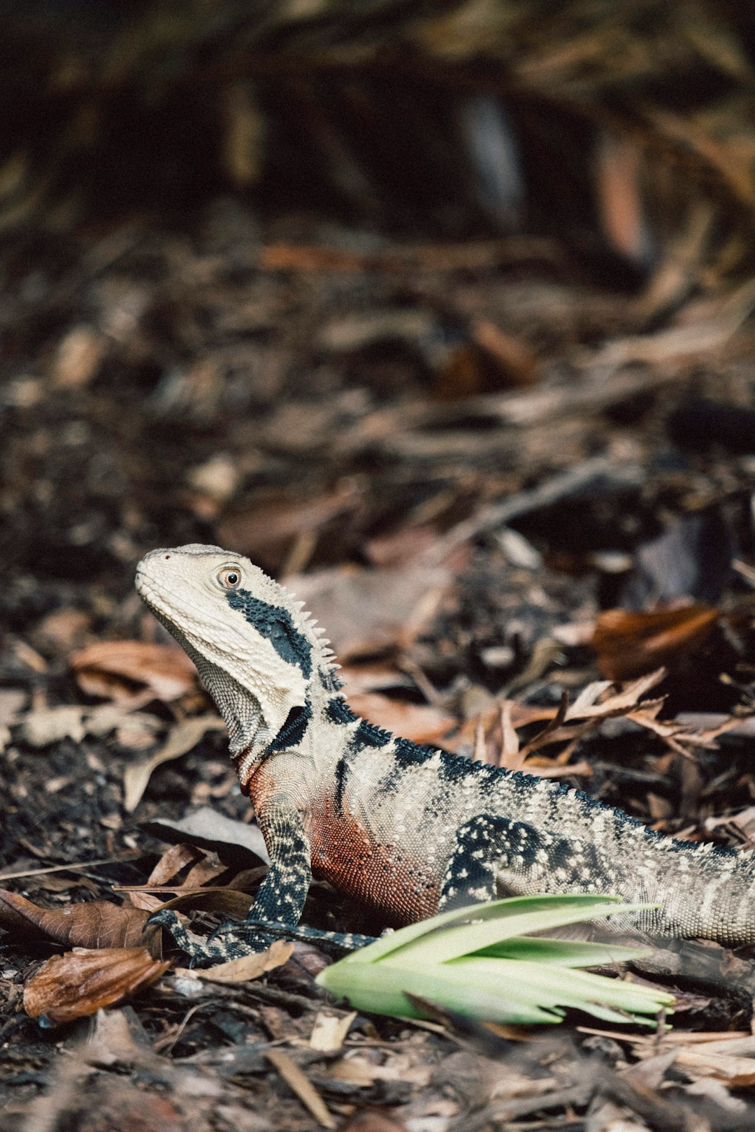 brown bearded dragon on grass field