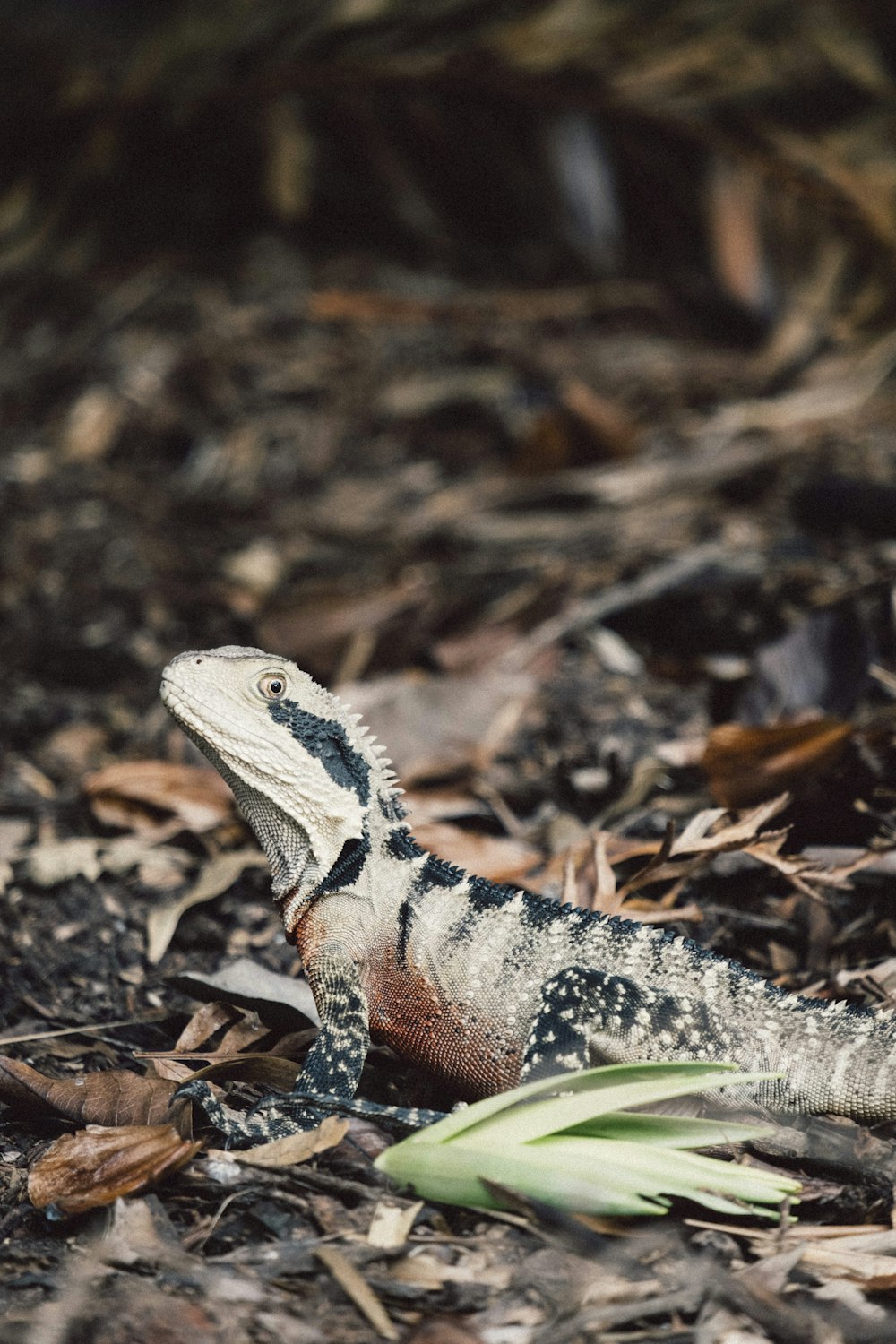 brown bearded dragon on grass field