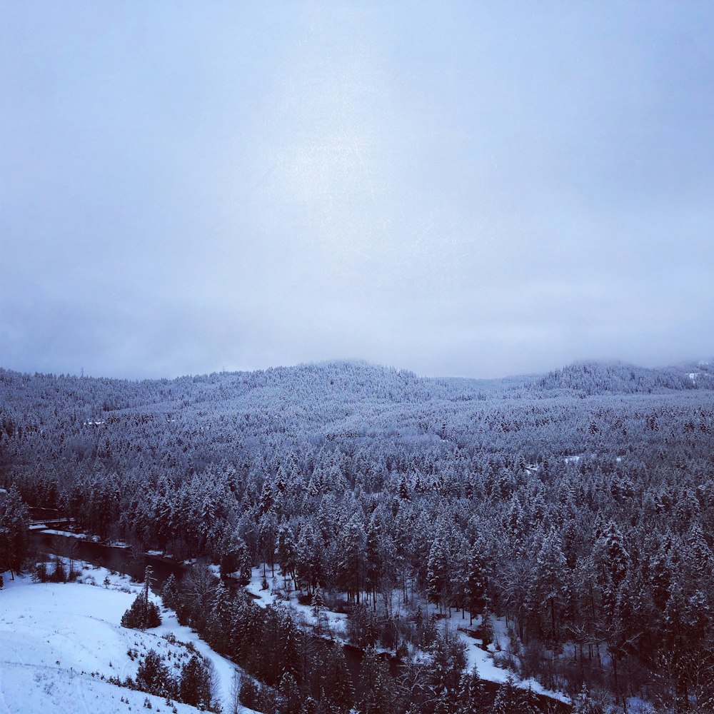 trees near snow covered land under blue sky