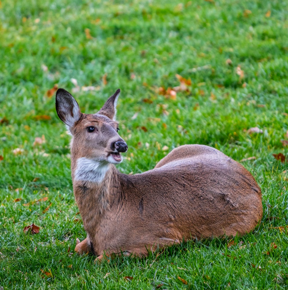 brown deer lying on ground