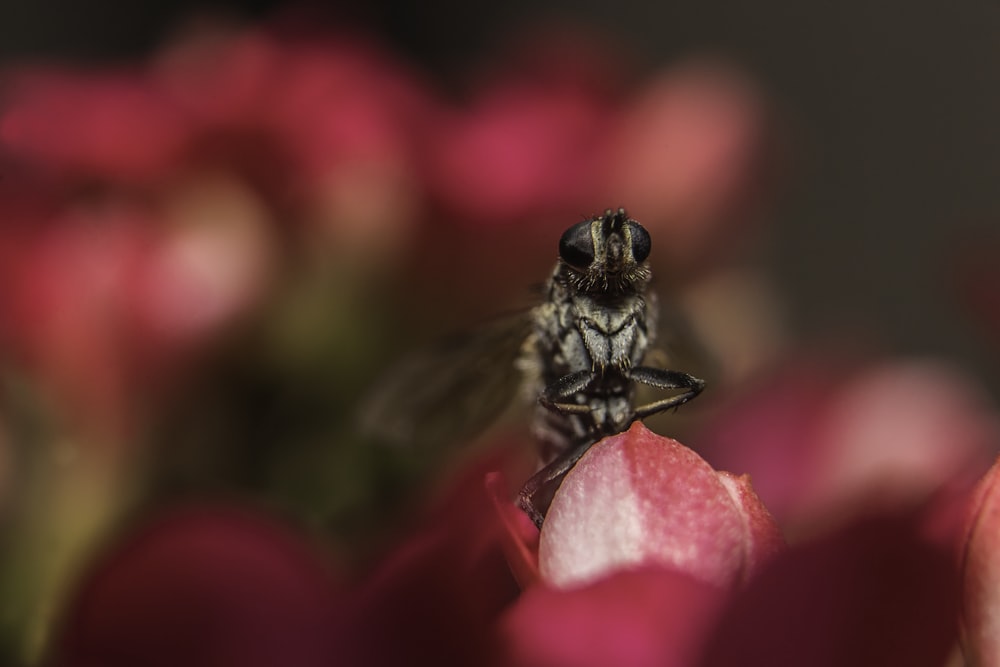 macro photography of inside perched on pink flower