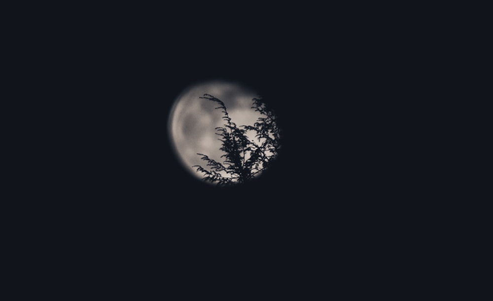 silhouette photography of tree with moon background