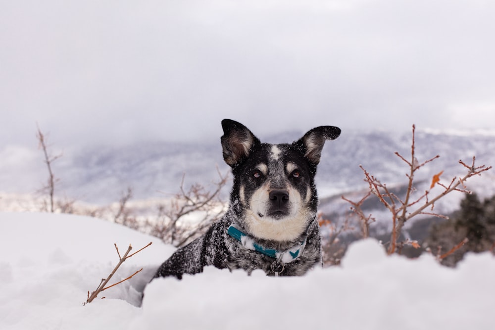 short coated black and white dog on snow covered ground