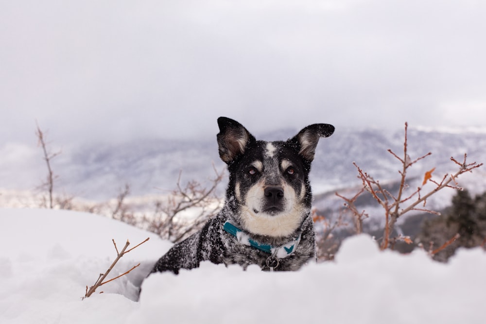雪に覆われた地面に短いコーティングされた黒と白の犬