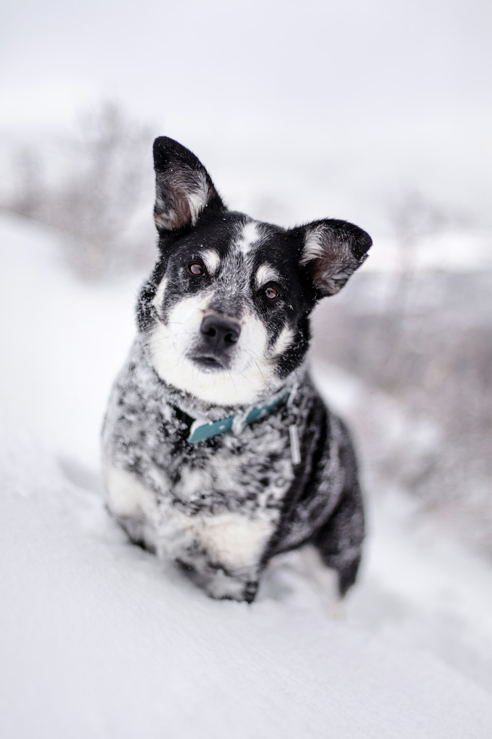 selective focus photography of black and white dog on snow