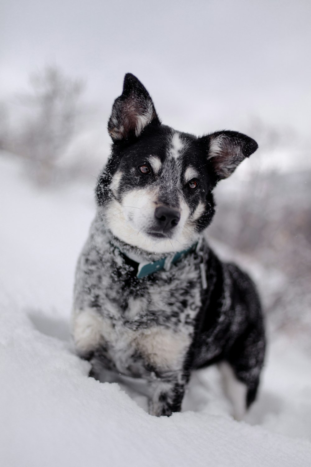 white and black dog