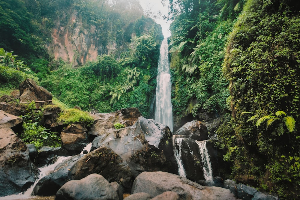waterfalls near green trees