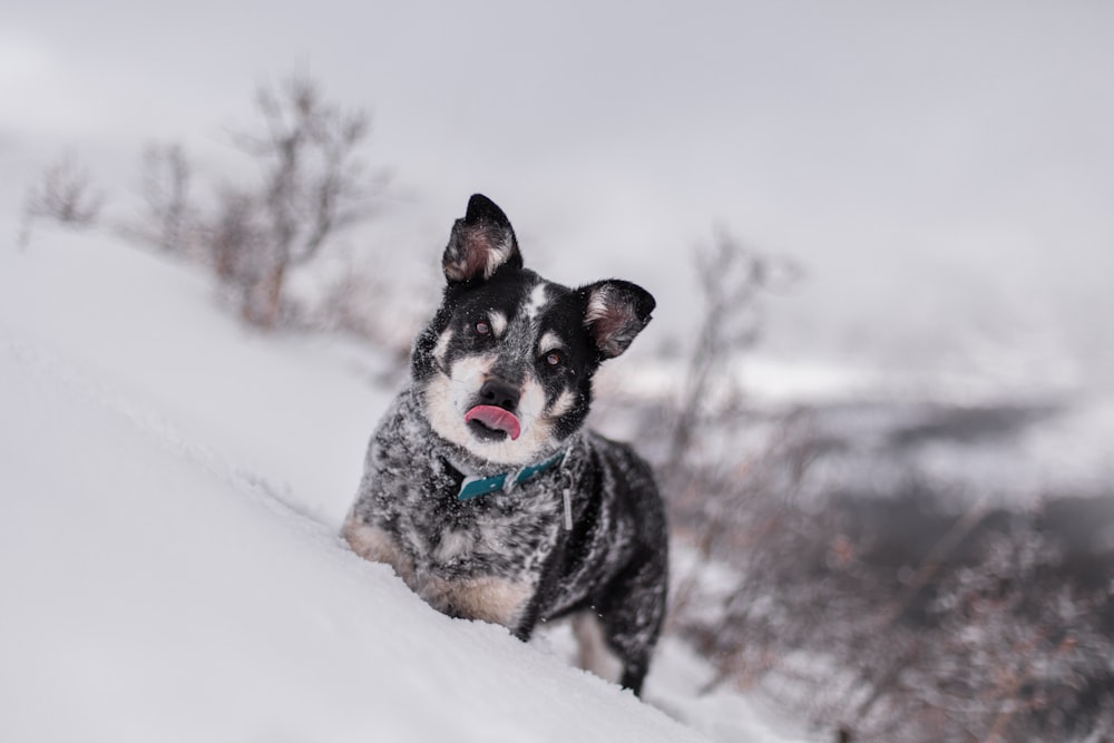 short-coated black and white dog