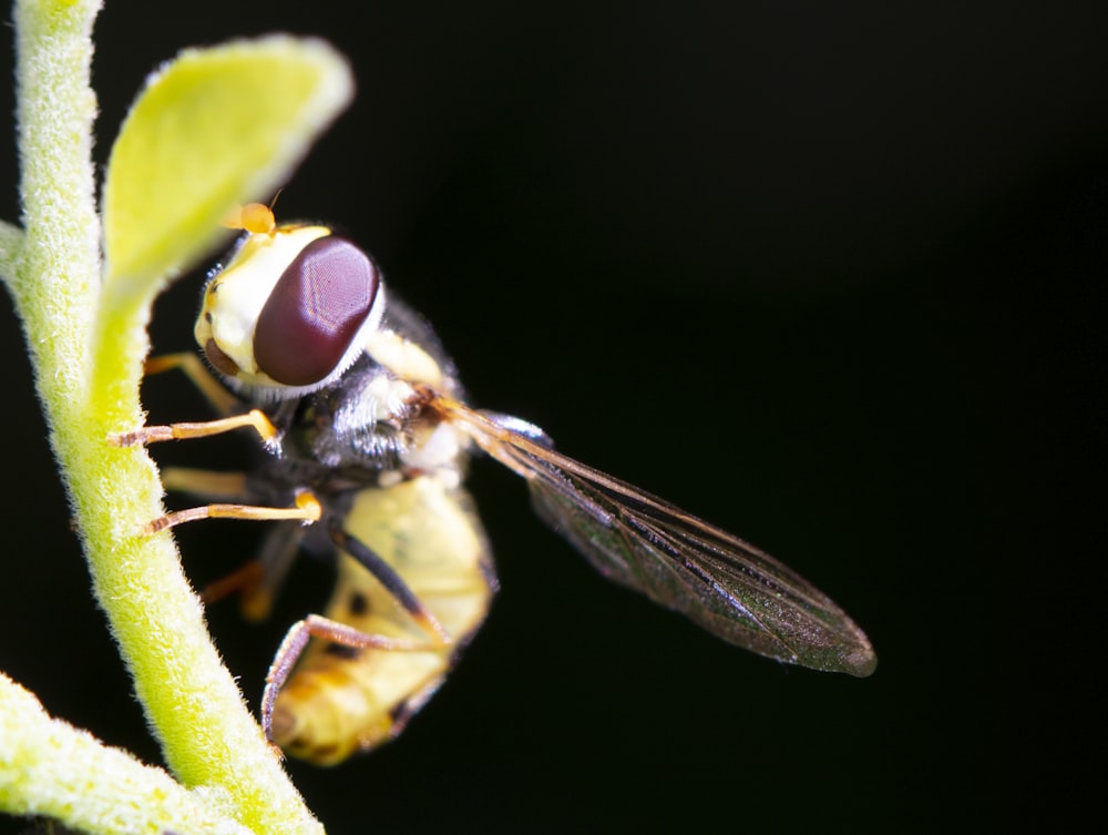 bee perching on green stem