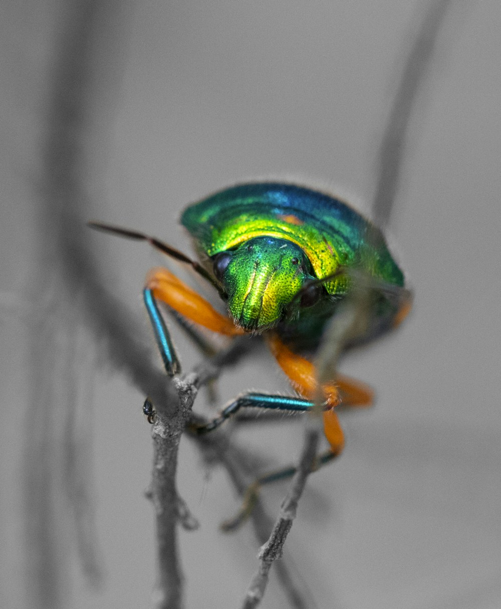 green and blue winged insect