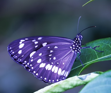 purple and white butterfly on green leaf