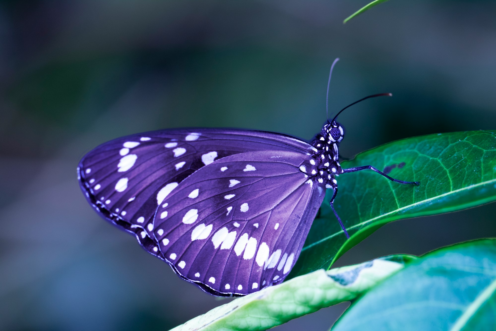 Бабочки фиолетового цвета. Бабочка. Бабочка фиолетовая. Сиреневые бабочки. Крылья бабочки фиолетовые.