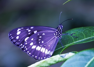 purple and white butterfly on green leaf