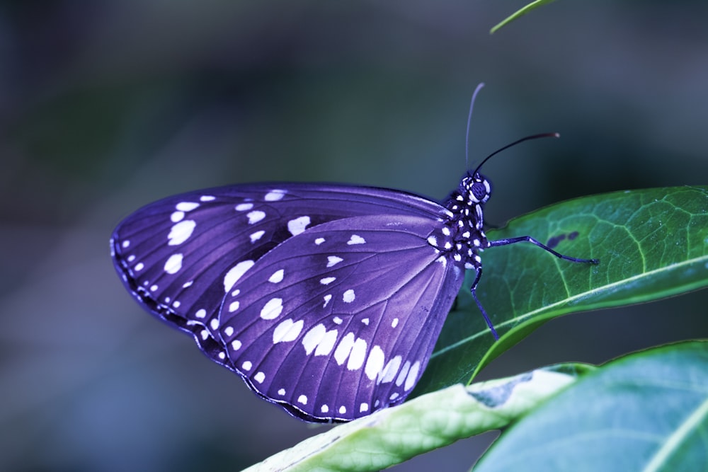 mariposa púrpura y blanca sobre hoja verde