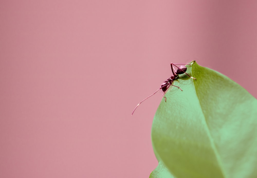 녹색 잎에 갈색 개미의 선택적 초점 사진