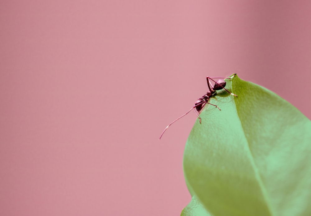 selective focus photography of brown ant on green leaf