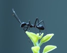 Ant Control Auburn Ga