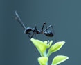 Ant Control Auburn Ga