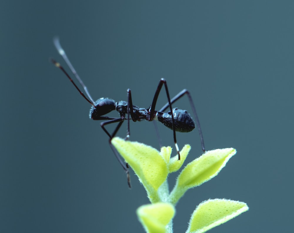 black ant