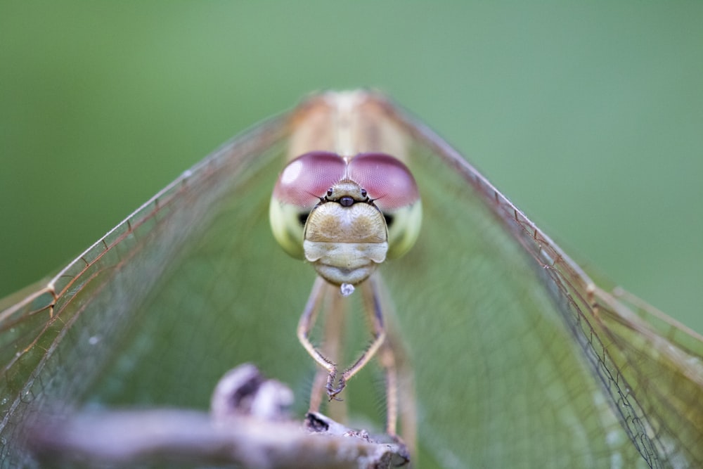 green dragonfly