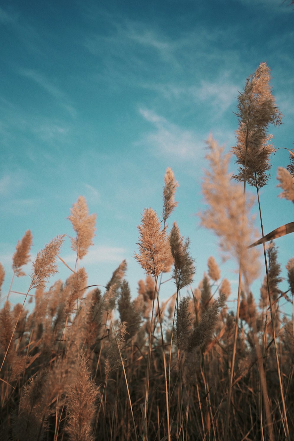 brown-leafed plant field during day