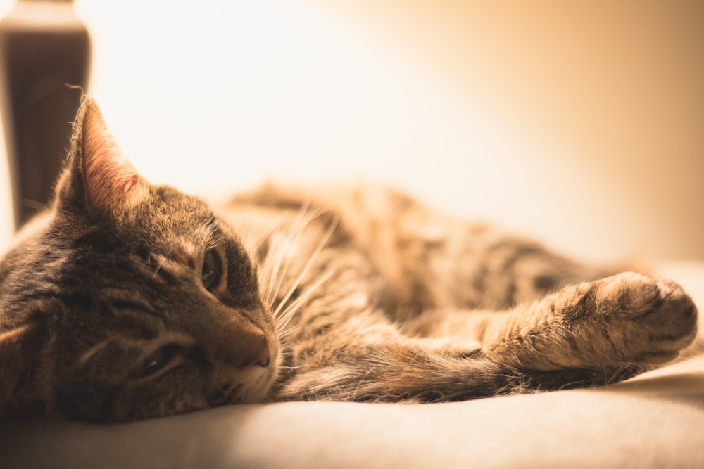 tabby cat lying on beige cushion