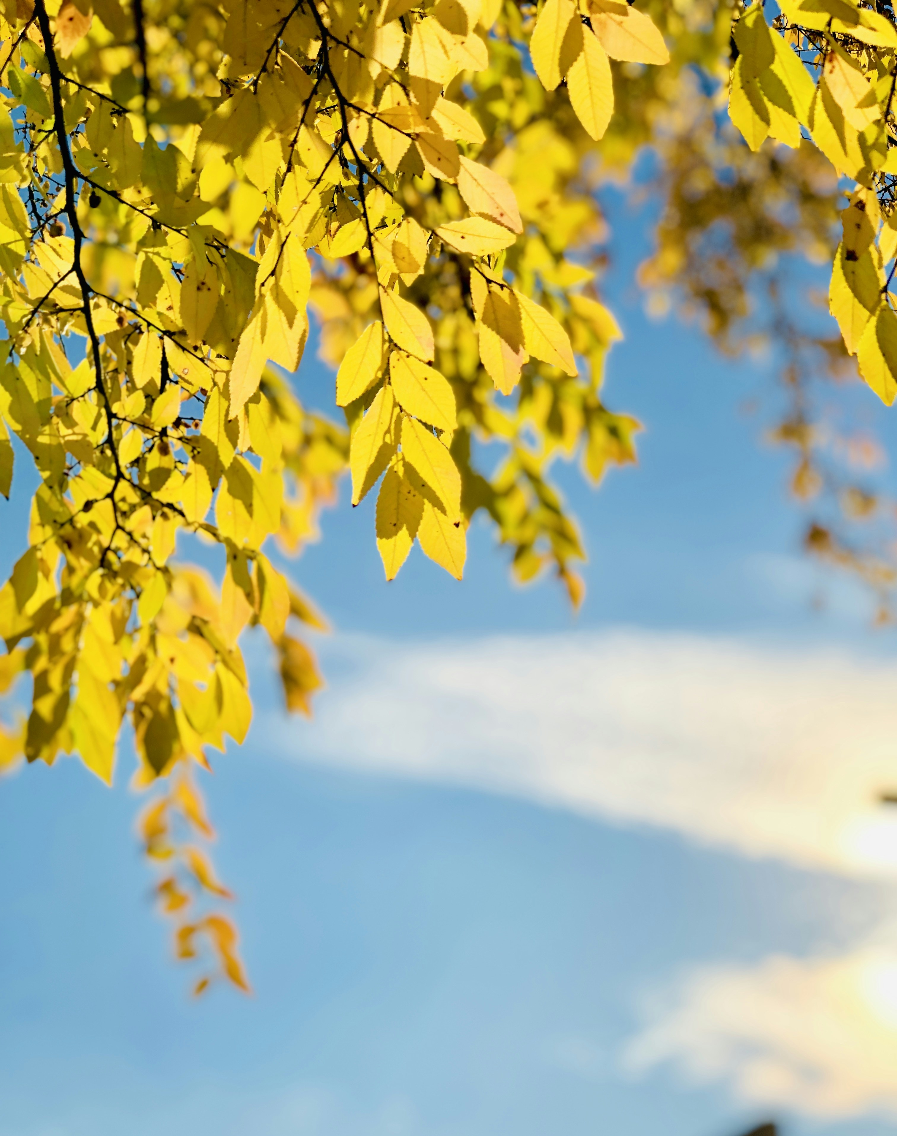 Photo by vijetha_surakanti