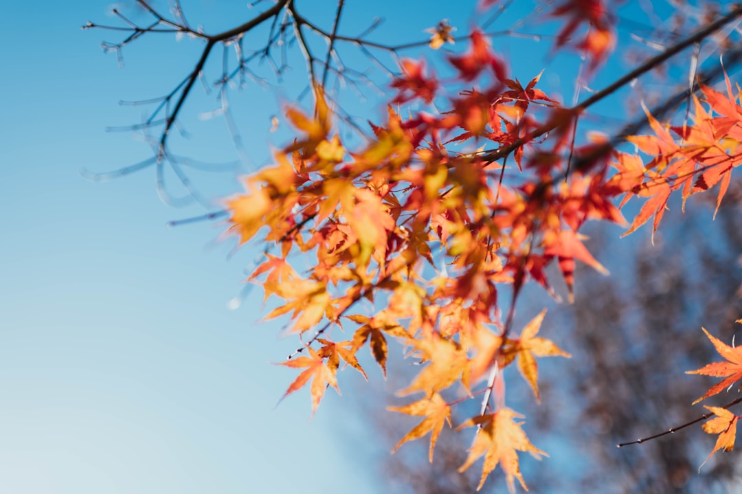 orange leaves on branch